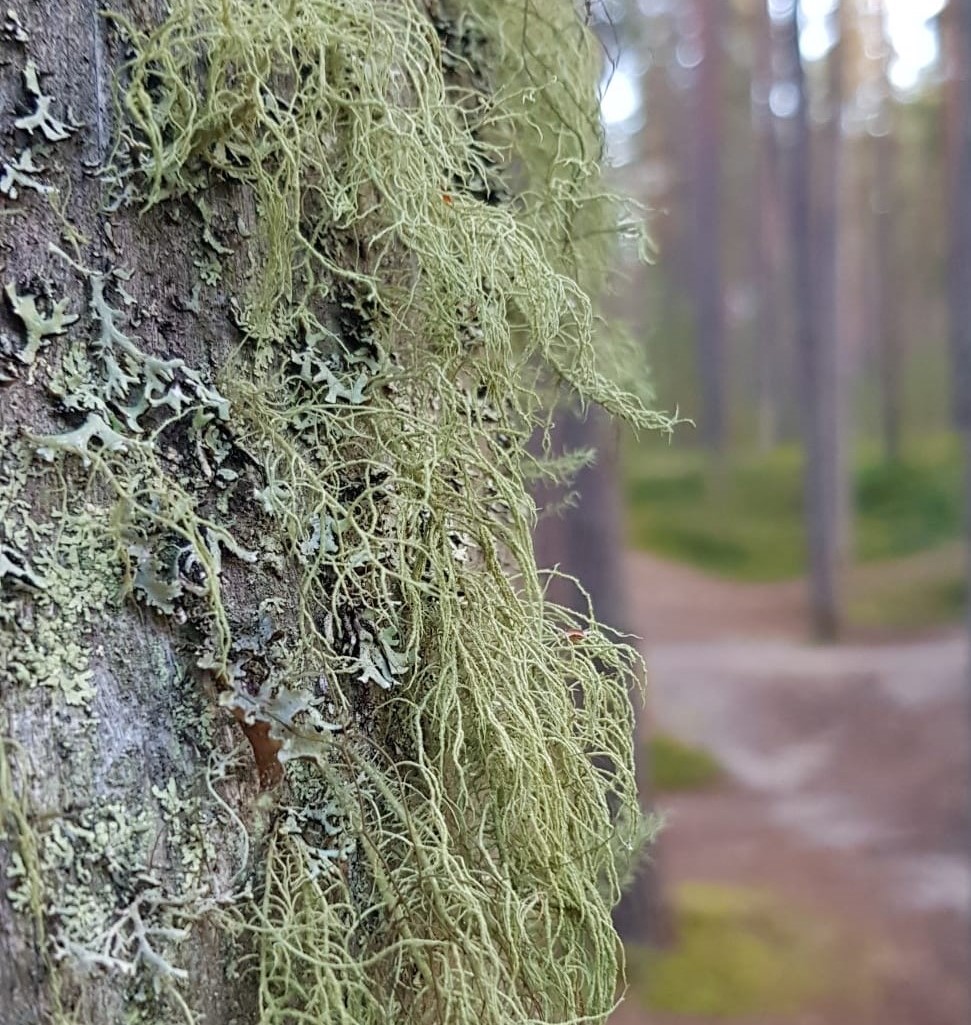 Romaniväen ruokailu Kuvassa on lähikuvaa naavasta ja takana näkyy männikköä.